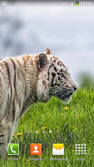 White tiger - безкоштовно скачати живі шпалери на Андроїд телефон або планшет.