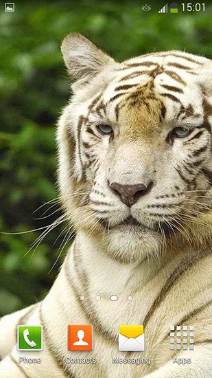 White tiger - скачати безкоштовно живі шпалери для Андроїд на робочий стіл.