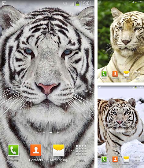 Descarga gratuita fondos de pantalla animados Tigre blanco para Android. Consigue la versión completa de la aplicación apk de White tiger para tabletas y teléfonos Android.