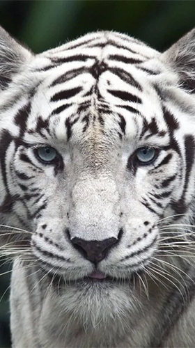 Télécharger le fond d'écran animé gratuit Tigre blanc. Obtenir la version complète app apk Android White tiger by Revenge Solution pour tablette et téléphone.