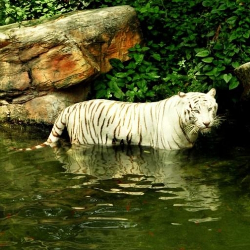 Télécharger le fond d'écran animé gratuit Tigre blanc: Touche d'eau . Obtenir la version complète app apk Android White tiger: Water touch pour tablette et téléphone.