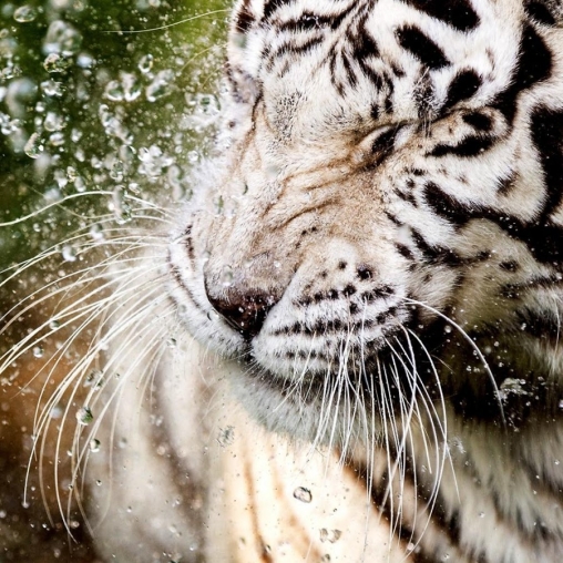 White tiger: Water touch für Android spielen. Live Wallpaper Weißer Tiger: Wasserkontakt kostenloser Download.