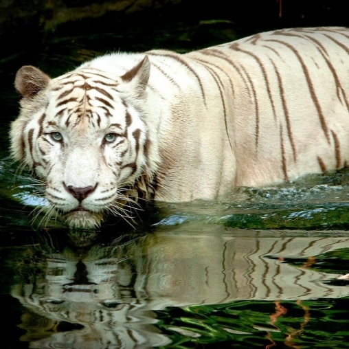 Скріншот White tiger: Water touch. Скачати живі шпалери на Андроїд планшети і телефони.