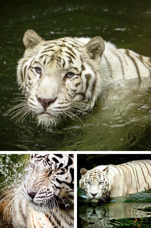 Télécharger le fond d'écran animé gratuit Tigre blanc: Touche d'eau  . Obtenir la version complète app apk Android White tiger: Water touch pour tablette et téléphone.