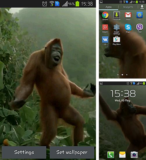 Descarga gratuita fondos de pantalla animados Baile  salvaje del mono loco para Android. Consigue la versión completa de la aplicación apk de Wild dance crazy monkey para tabletas y teléfonos Android.