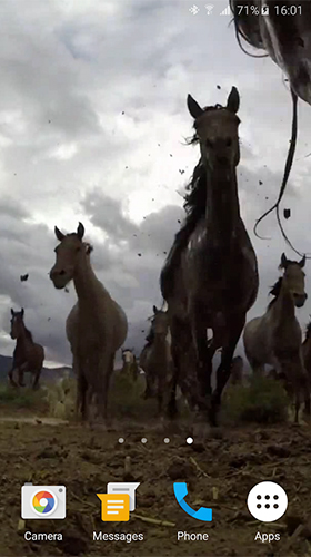 Wild horses - безкоштовно скачати живі шпалери на Андроїд телефон або планшет.