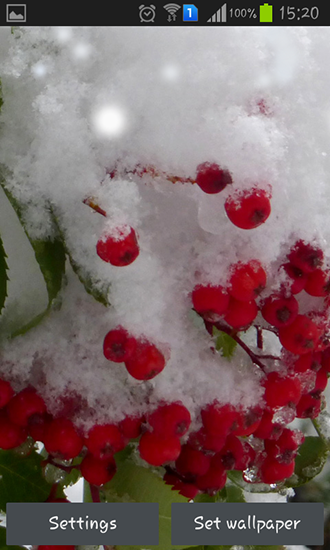 Winter berry - безкоштовно скачати живі шпалери на Андроїд телефон або планшет.