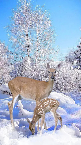 Winter deer für Android spielen. Live Wallpaper Winterhirsch kostenloser Download.