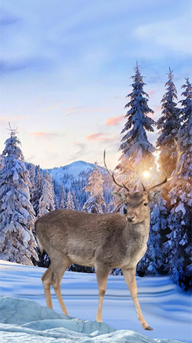Écrans de Winter deer pour tablette et téléphone Android.