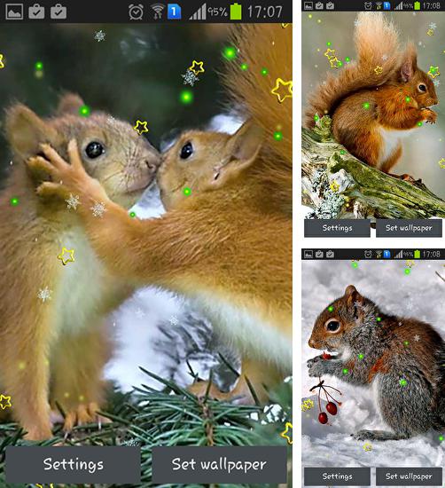 除了用于安卓手机和平板电脑的动态壁纸，您还可以免费下载Winter squirrel，。