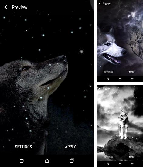 En plus du fond d'écran Lapins romantiques pour téléphones et tablettes Android, vous pouvez aussi télécharger gratuitement Loup et lune, Wolf and Moon.