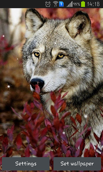 Download livewallpaper Wolf by HQ Awesome live wallpaper for Android. Get full version of Android apk livewallpaper Wolf by HQ Awesome live wallpaper for tablet and phone.