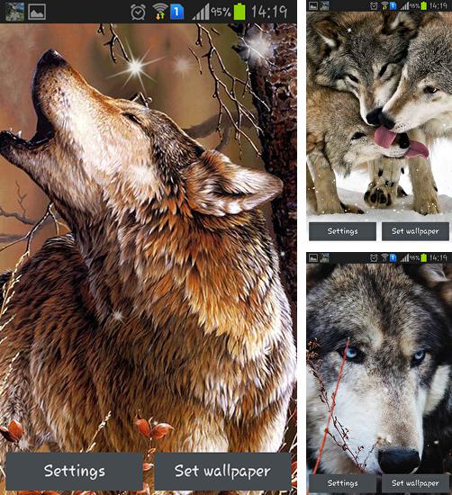 Дополнительно к живым обоям на Андроид телефоны и планшеты Летние цветы, вы можете также бесплатно скачать заставку Wolf by HQ Awesome live wallpaper.