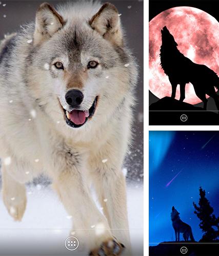 Kostenloses Android-Live Wallpaper Wolf. Vollversion der Android-apk-App Wolf by orchid für Tablets und Telefone.