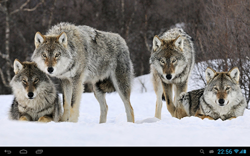 Wolves - бесплатно скачать живые обои на Андроид телефон или планшет.