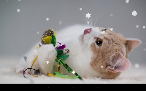 Descarga gratuita fondos de pantalla animados Gato de Navidad para Android. Consigue la versión completa de la aplicación apk de X-mas cat para tabletas y teléfonos Android.