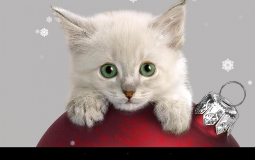 Fondos de pantalla animados a X-mas cat para Android. Descarga gratuita fondos de pantalla animados Gato de Navidad.