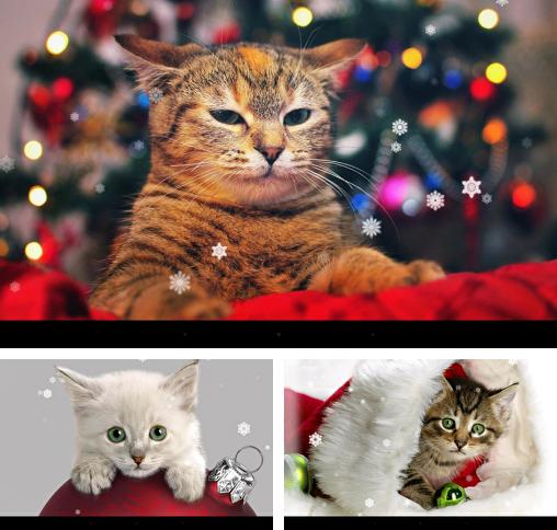 X-mas cat - бесплатно скачать живые обои на Андроид телефон или планшет.