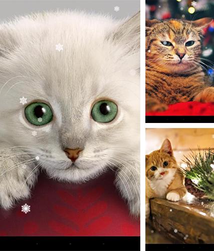 Télécharger le fond d'écran animé gratuit Chat de Noël  . Obtenir la version complète app apk Android Xmas cat pour tablette et téléphone.