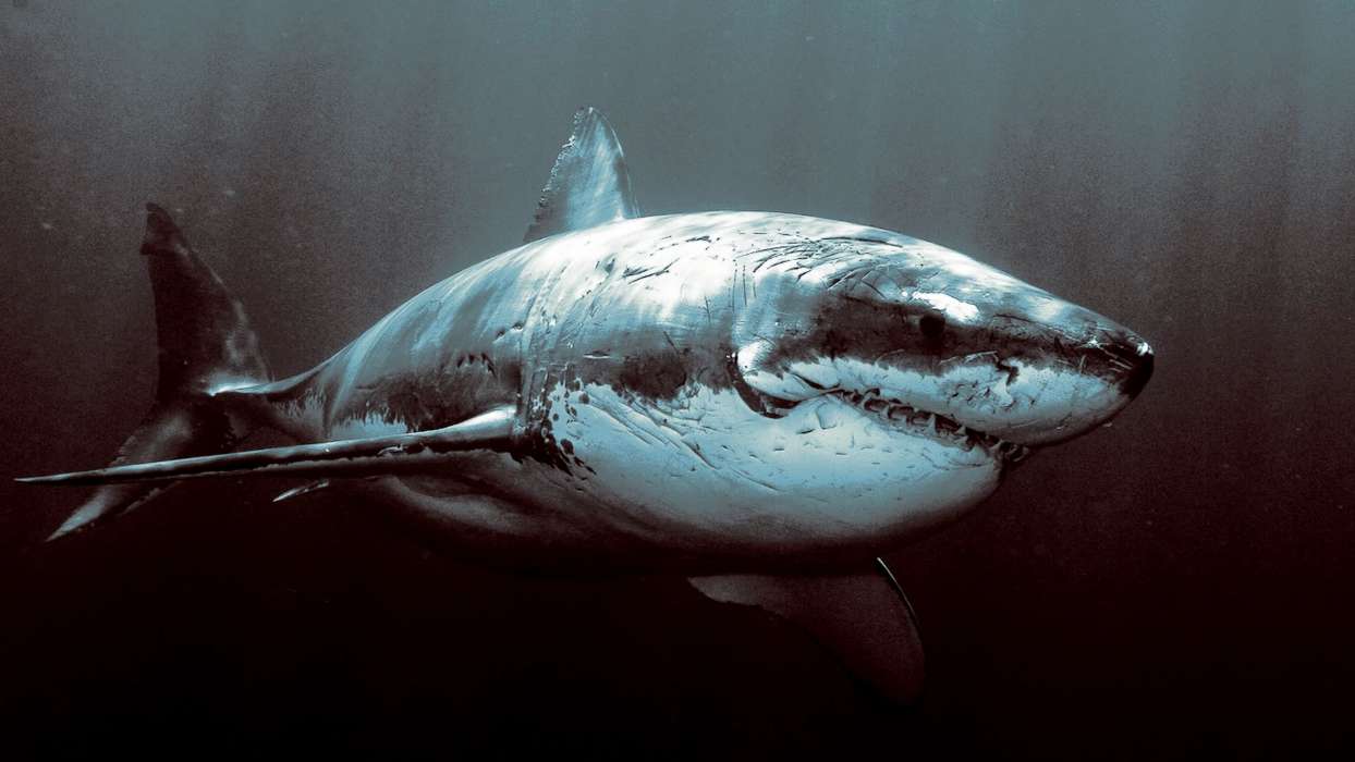 手机壁纸:动物, 海, 鲨鱼, #28044