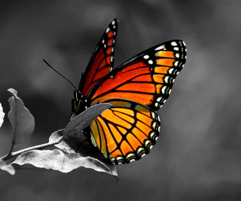 手机壁纸:蝴蝶, 昆虫, #13014