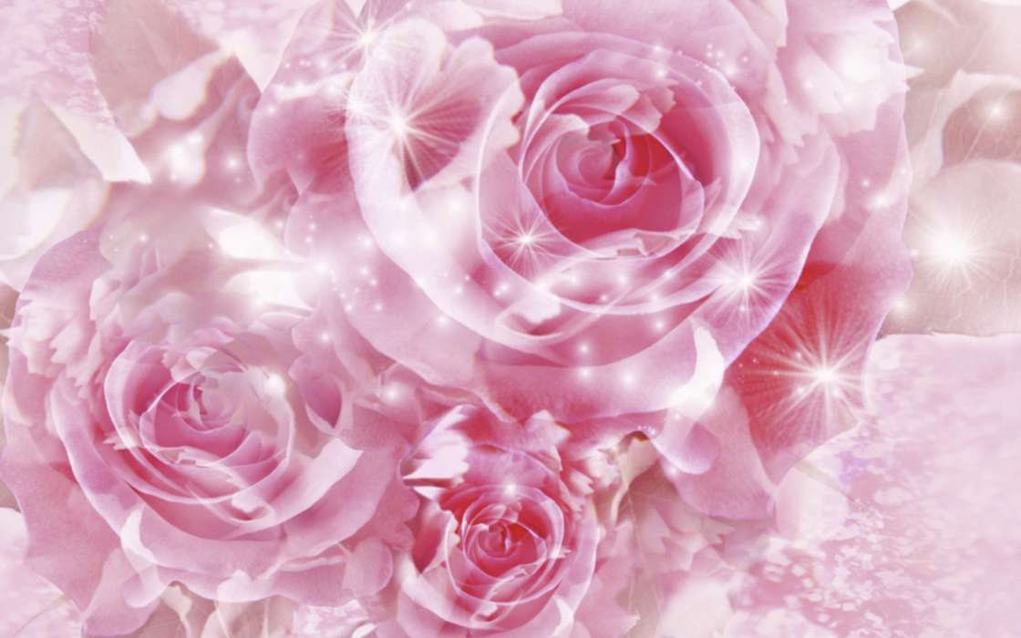 手机壁纸:花卉, 背景, 玫瑰, #3017