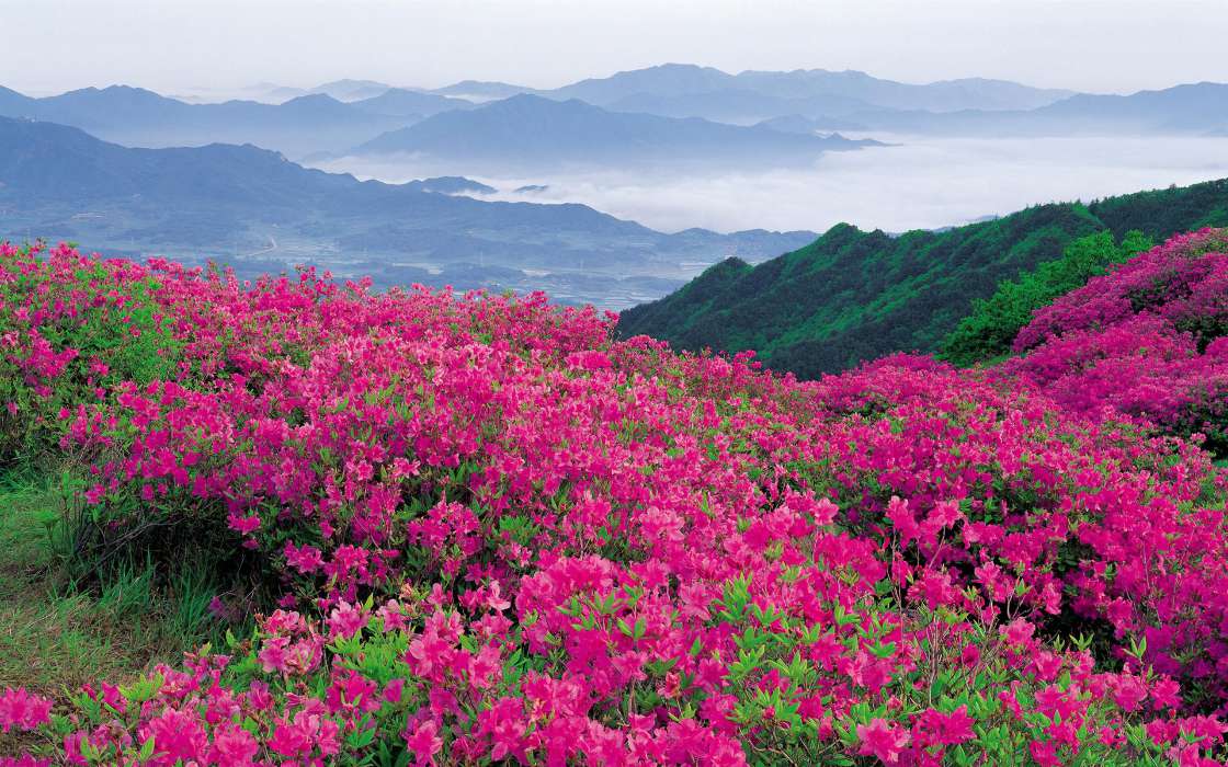 手机壁纸:景观, 花卉, 山, #36587