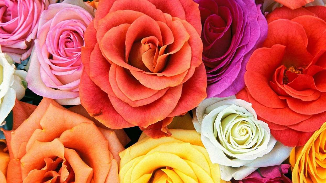 免费下载植物, 花卉, 玫瑰手机壁纸.