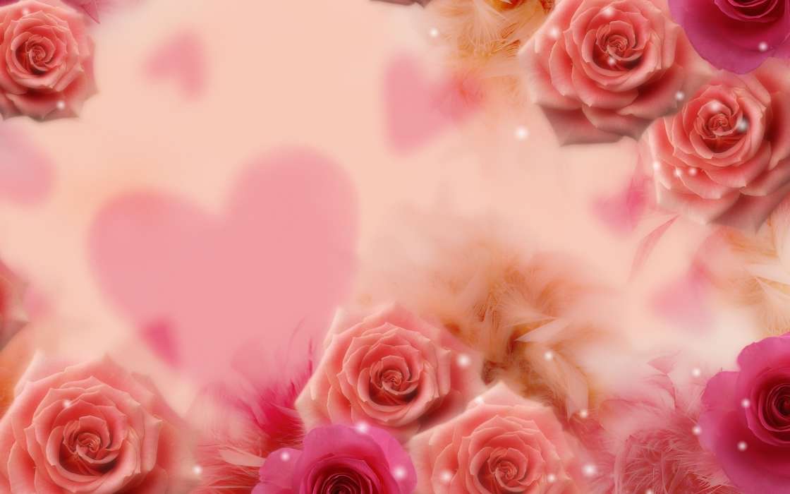 手机壁纸:植物, 花卉, 玫瑰, #5899