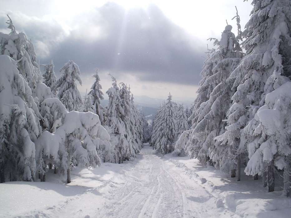 手机壁纸:景观, 冬天, 树, 道路, 雪, #1742