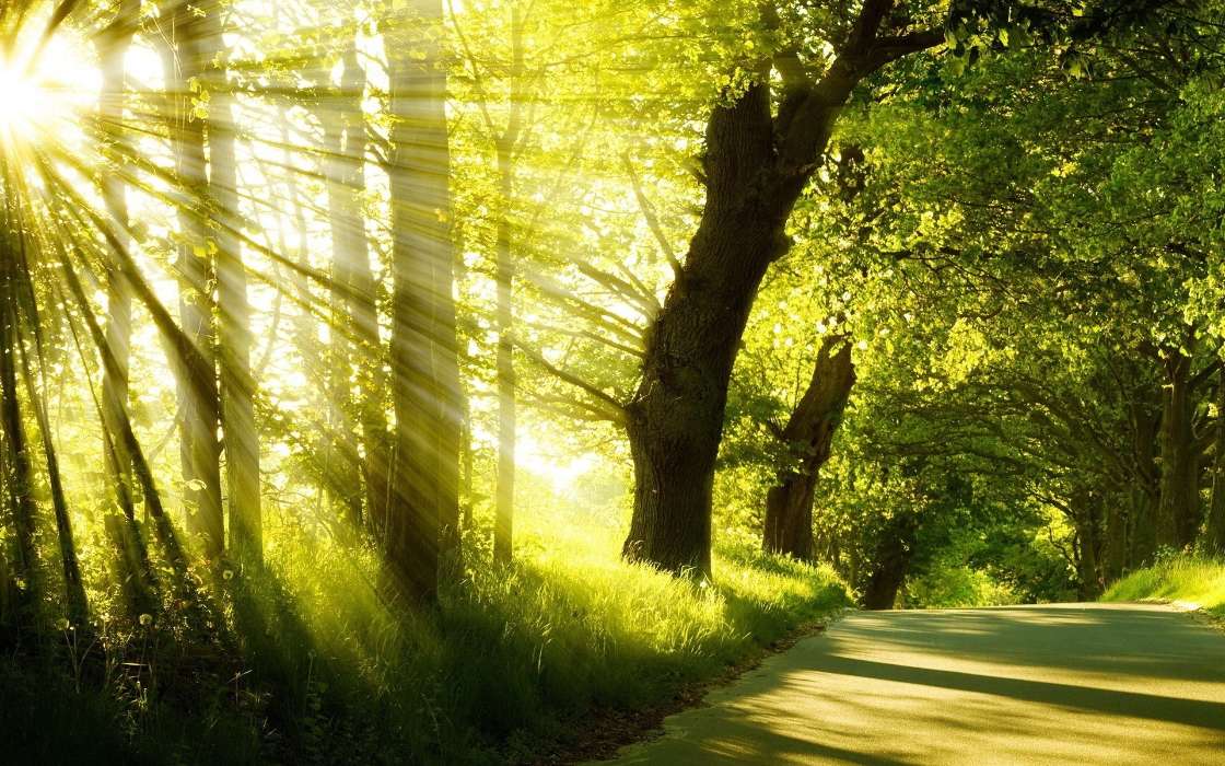 手机壁纸:景观, 树, 太阳, #26999
