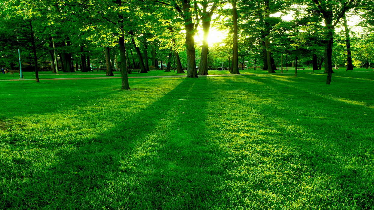 手机壁纸:景观, 树, 草, 太阳, #24900