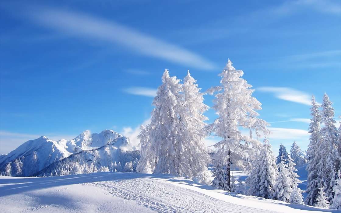 手机壁纸:景观, 冬天, 树, #9452