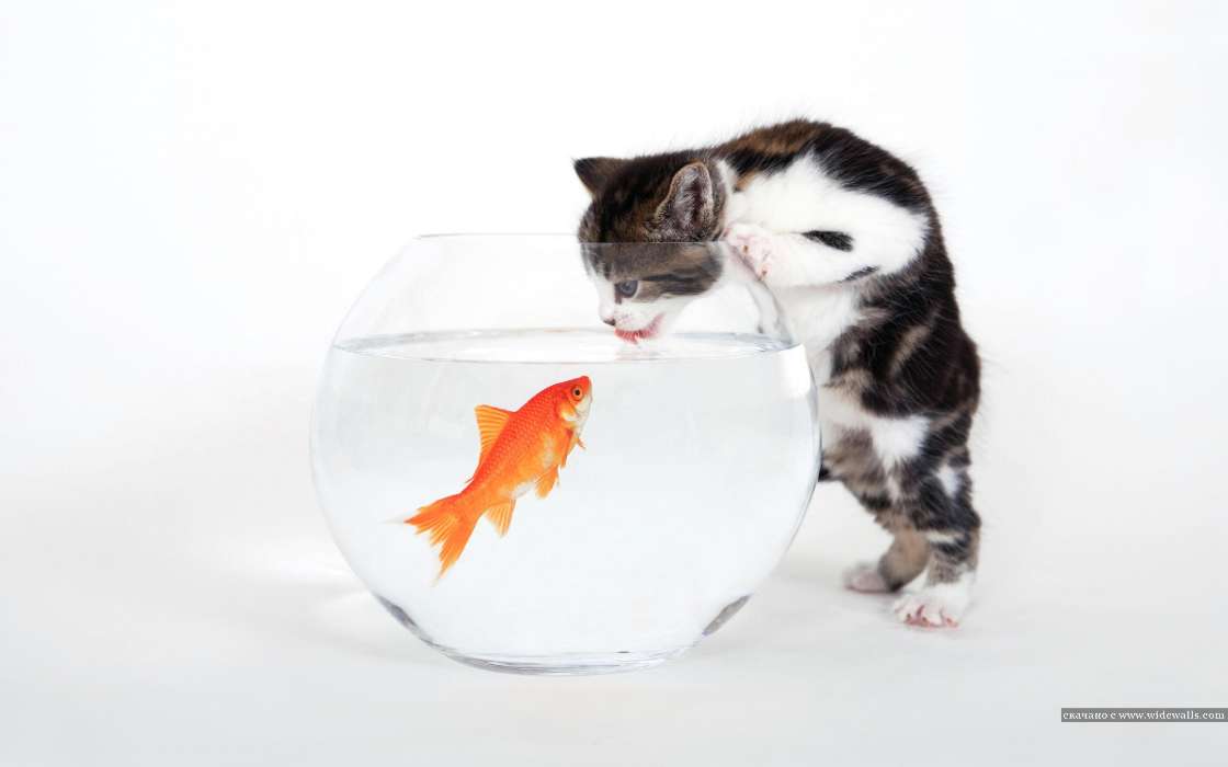手机壁纸:搞笑, 动物, 猫, 鱼, #12451