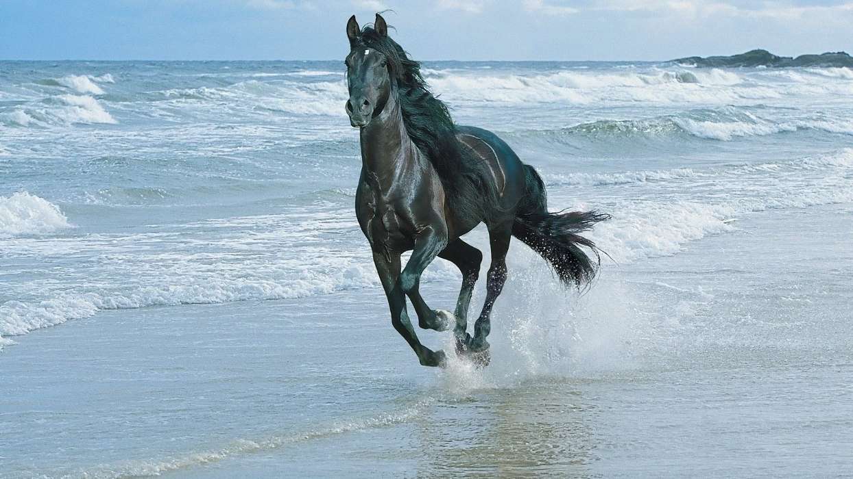 手机壁纸:动物, 水, 马匹, 海, #13794