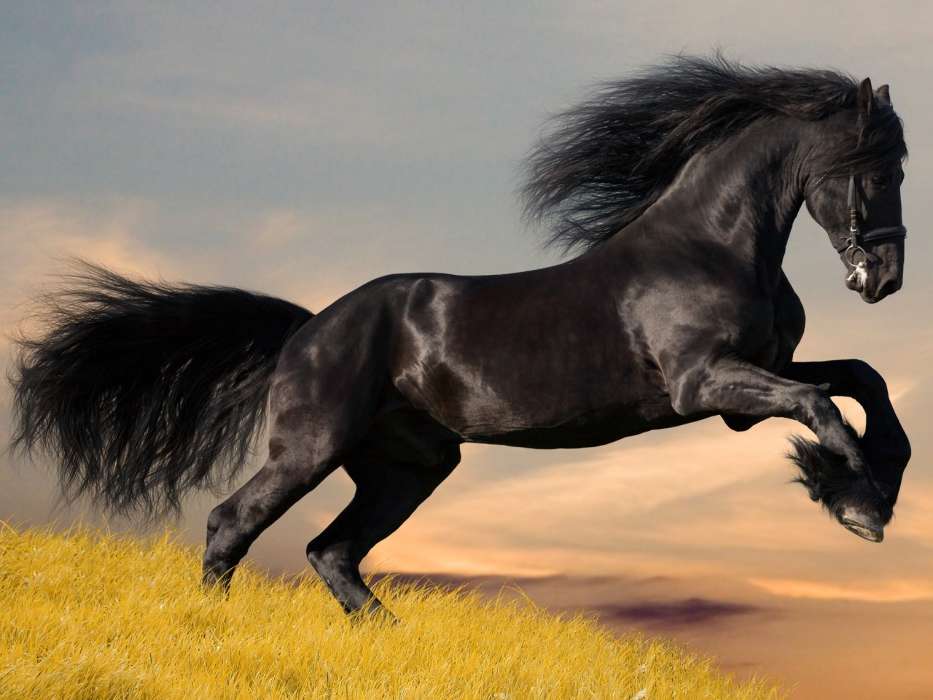 手机壁纸:动物, 马匹, #23630