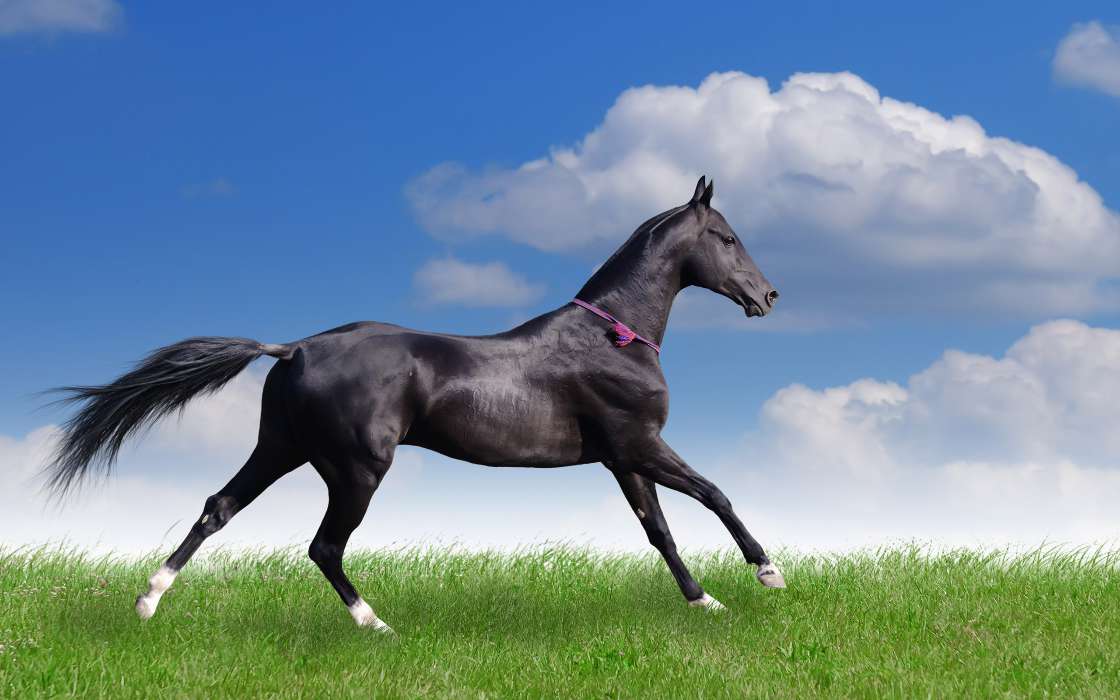 手机壁纸:动物, 马匹, #33723