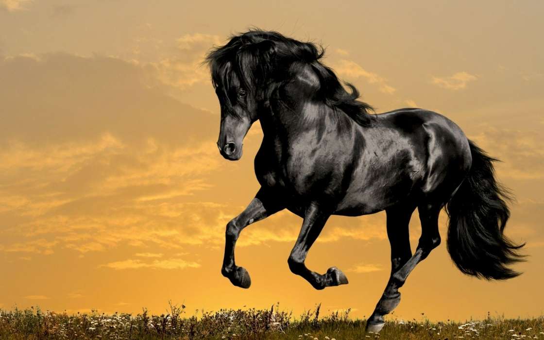 手机壁纸:动物, 马匹, #43868