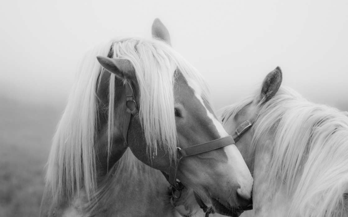 手机壁纸:动物, 马匹, #43915