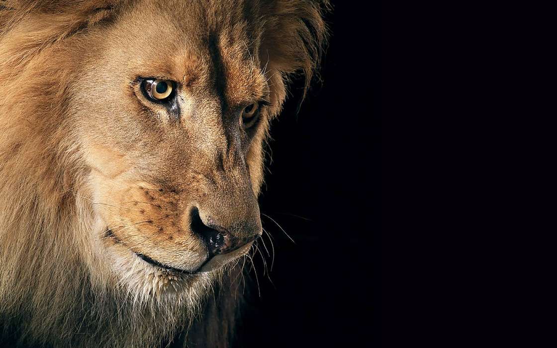 手机壁纸:动物, 狮子, #48098