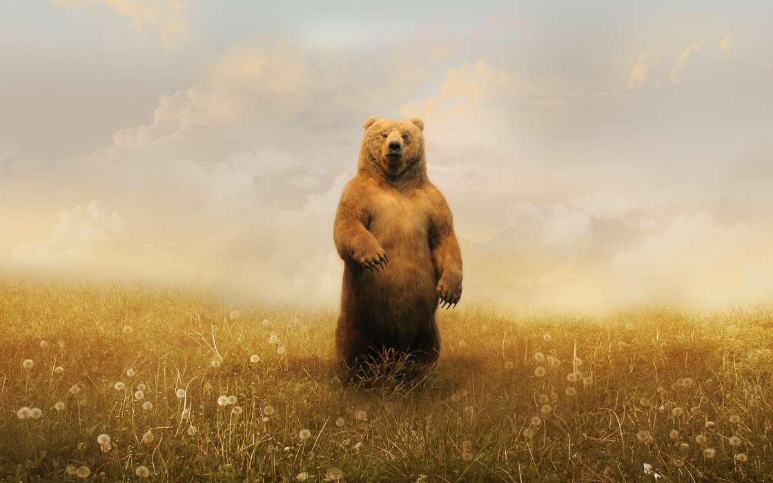 手机壁纸:动物, 熊, #34049