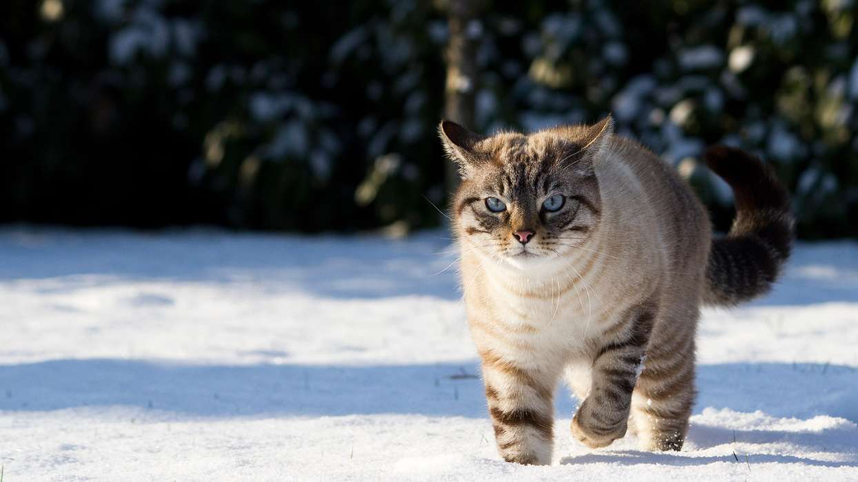 免费下载动物, 猫手机壁纸.