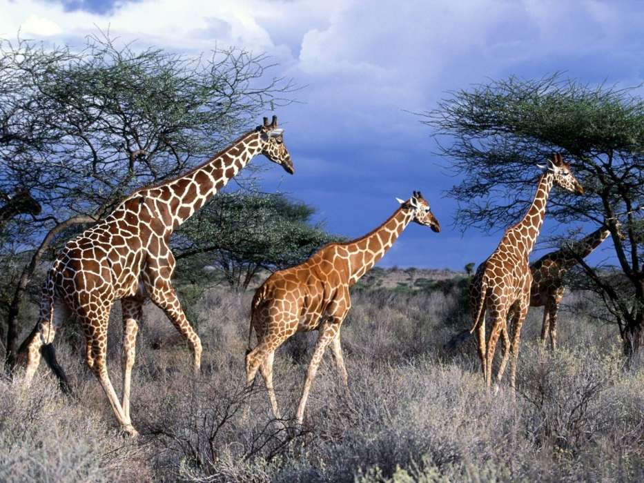 手机壁纸:动物, 性质, 长颈鹿, #45984