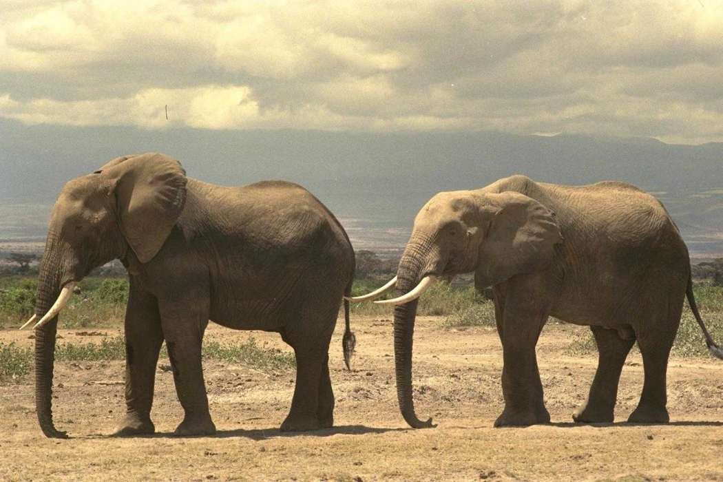 手机壁纸:动物, 大象, #3630