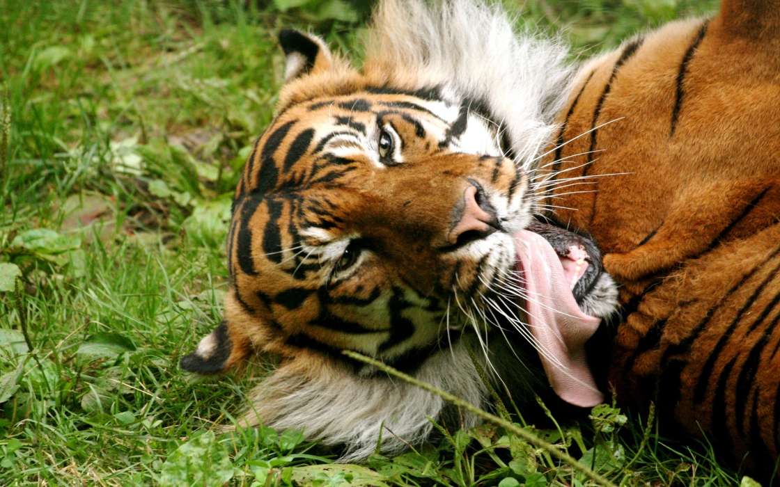 手机壁纸:动物, 老虎, #8880