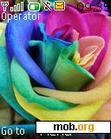 Download mobile theme colourful rose
