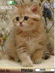 Download mobile theme Kittens, 24 pictures