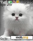 Download mobile theme cute kitten