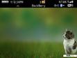 Download mobile theme Cute Cat