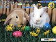 Download mobile theme Rabbits in Couple